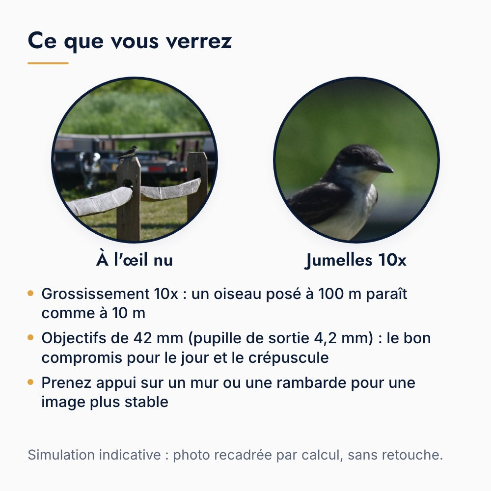 Ce que l'on voit avec des jumelles 10x : un oiseau posé sur une clôture à l'œil nu puis avec un grossissement de 10 fois, simulation par recadrage