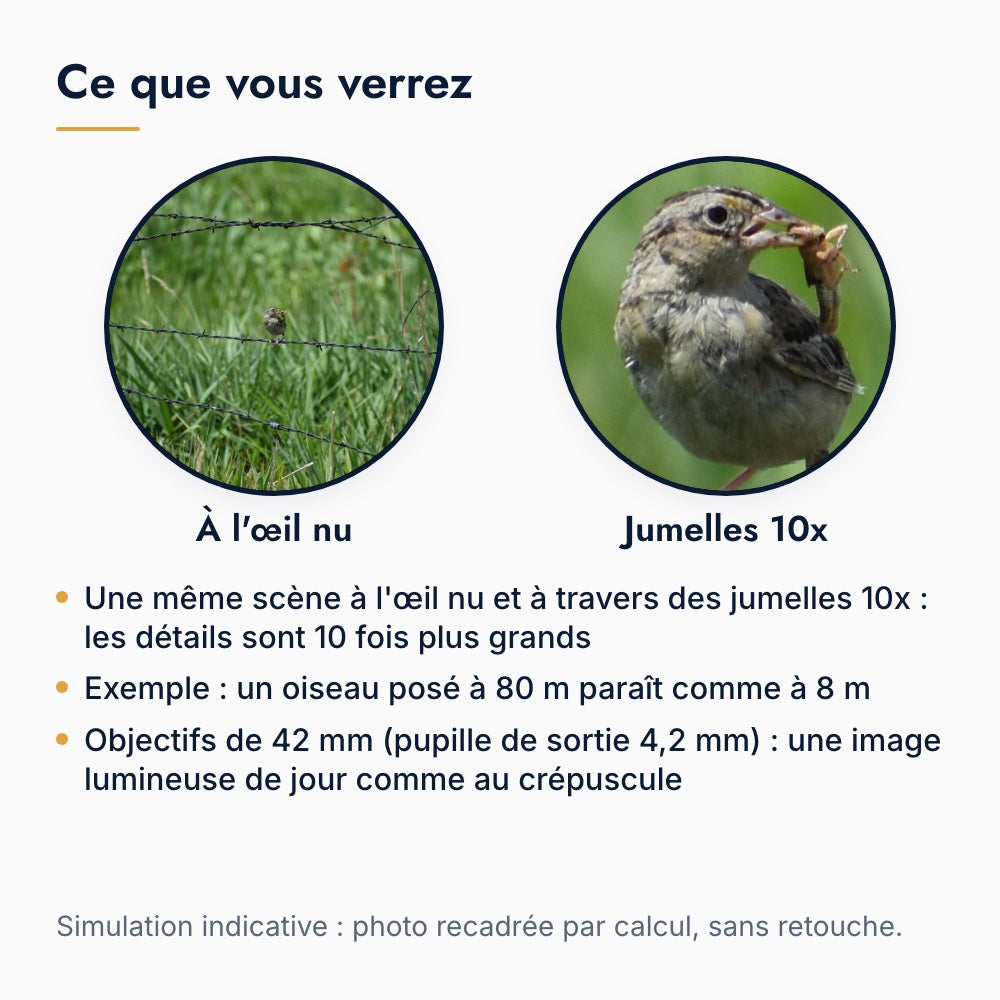 Ce que l'on voit avec des jumelles 10x : un oiseau posé sur une clôture à l'œil nu puis avec un grossissement de 10 fois, simulation par recadrage