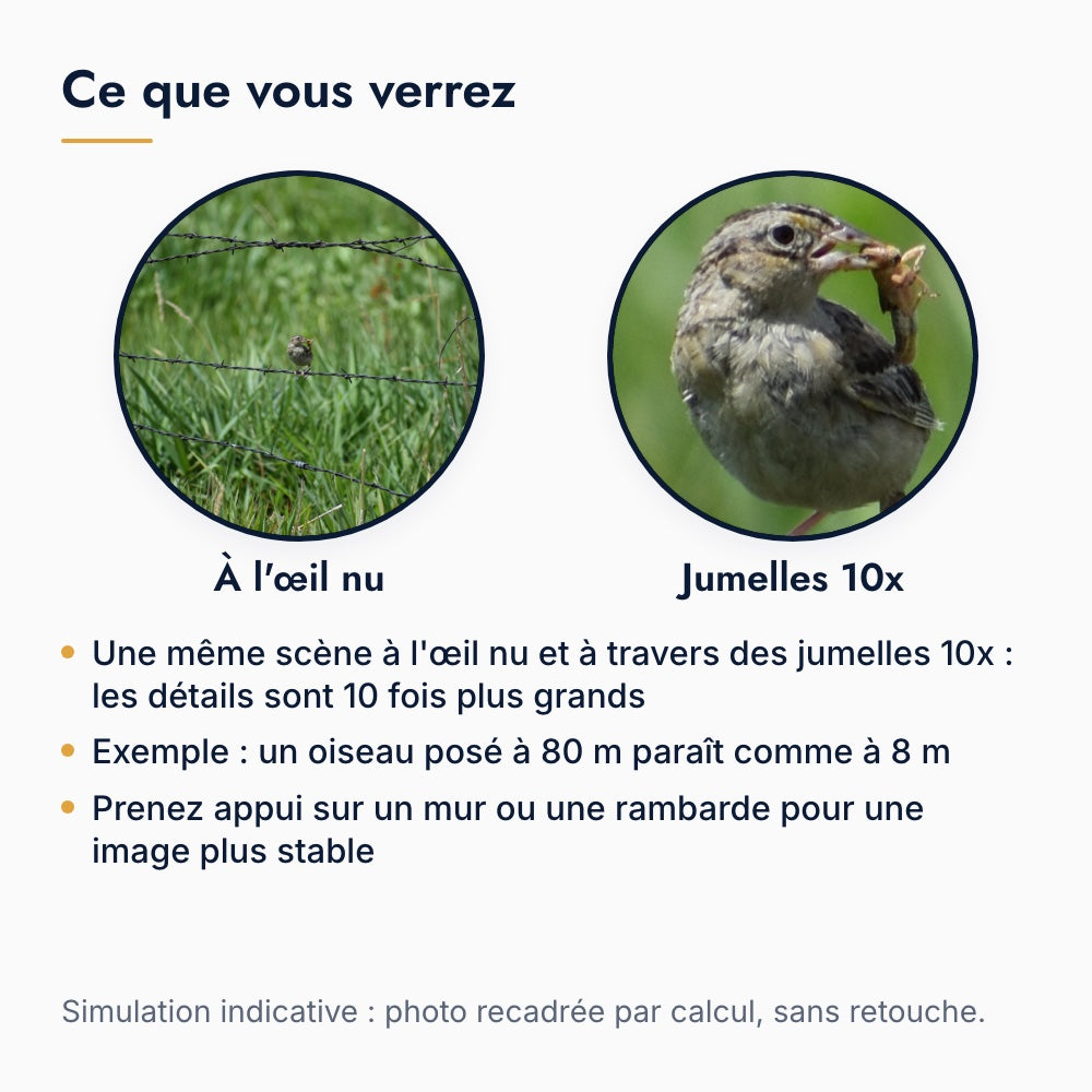 Ce que l'on voit avec des jumelles 10x : un oiseau posé sur une clôture à l'œil nu puis avec un grossissement de 10 fois, simulation par recadrage