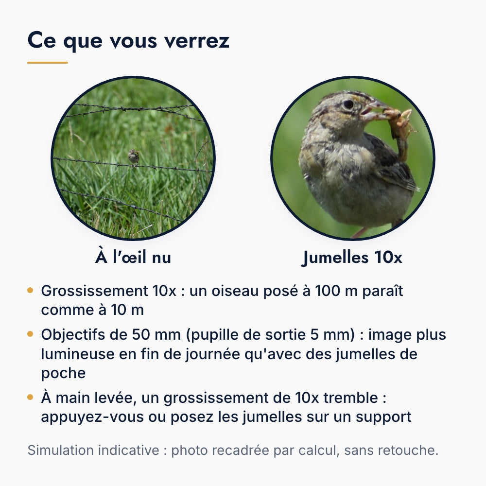 Ce que l'on voit avec des jumelles 10x : un oiseau posé sur une clôture à l'œil nu puis avec un grossissement de 10 fois, simulation par recadrage