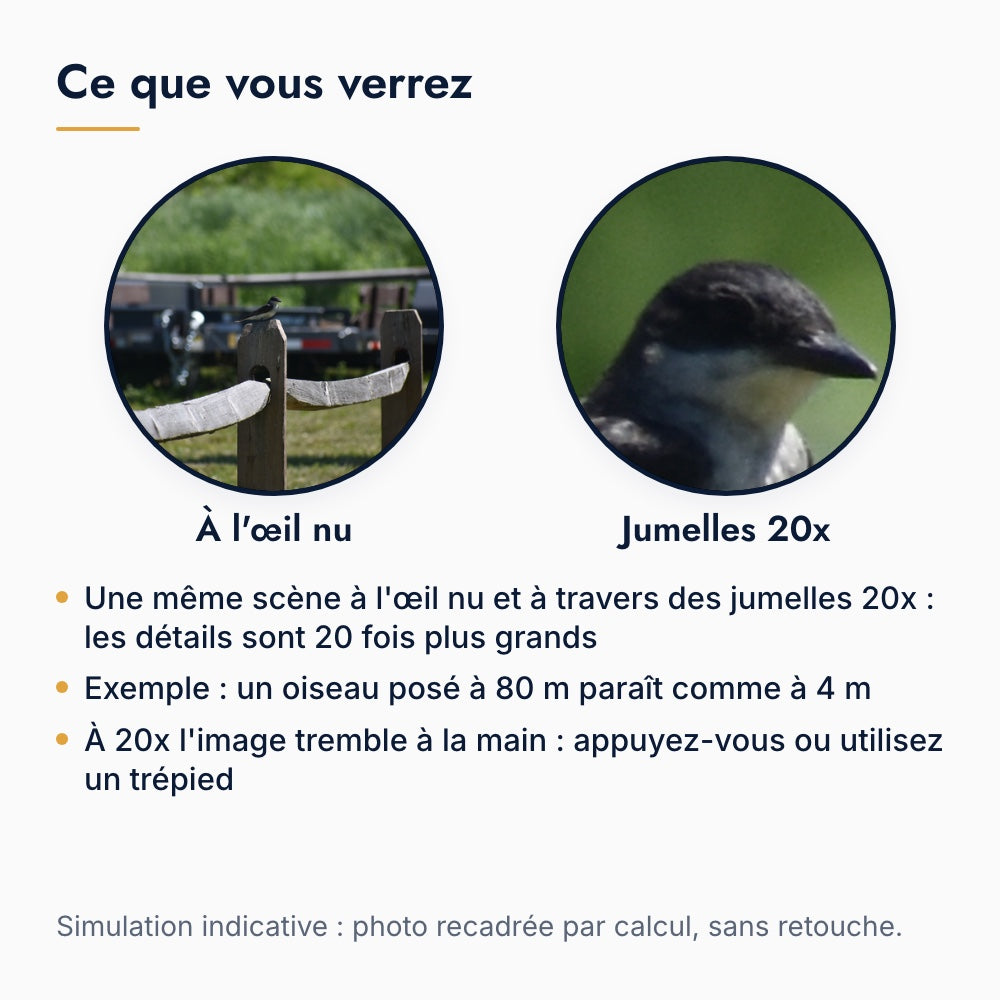Ce que l'on voit avec des jumelles 20x : une même scène à l'œil nu puis avec un grossissement de 20 fois, simulation par recadrage