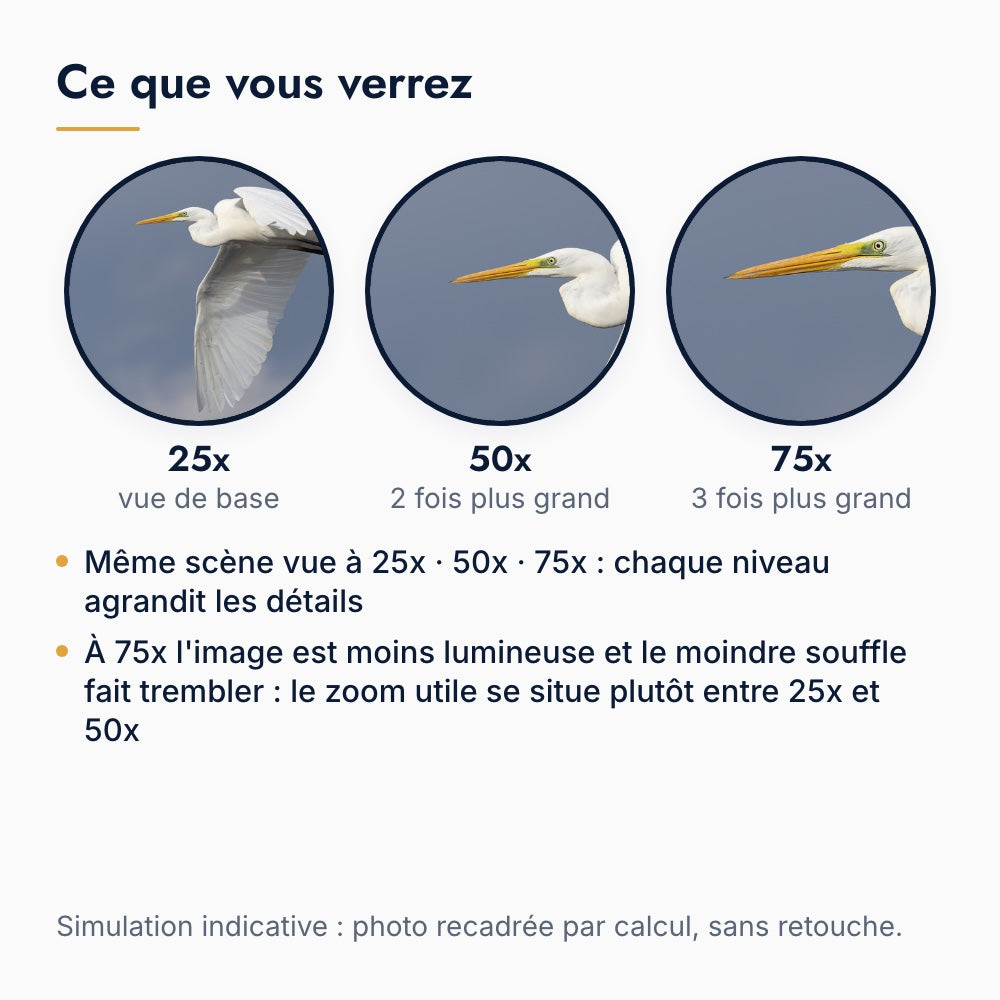 Ce que l'on voit avec une longue-vue 25-75x : une aigrette à 25x, 50x et 75x, simulation par recadrage