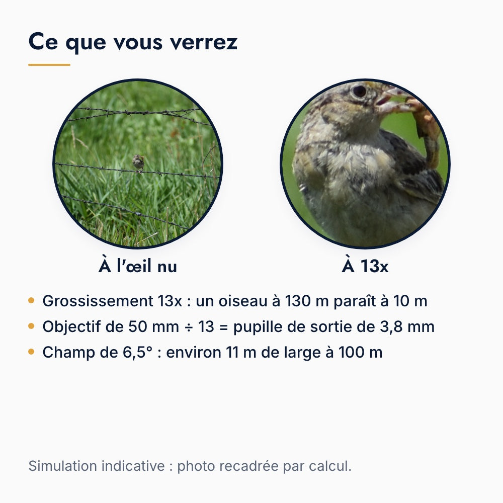 Ce que l'on voit avec un monoculaire 13x : un oiseau posé sur une clôture à l'œil nu puis avec un grossissement de 13 fois, simulation par recadrage